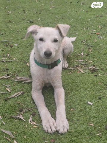 תמונת מודעה - חיות מחמד