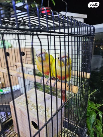 תמונת מודעה - חיות מחמד