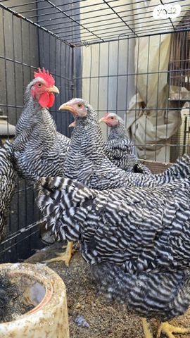 תמונת מודעה - חיות מחמד