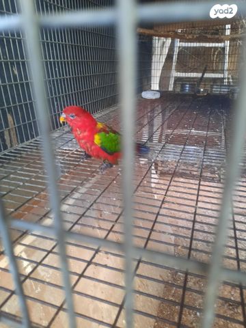 תמונת מודעה - חיות מחמד