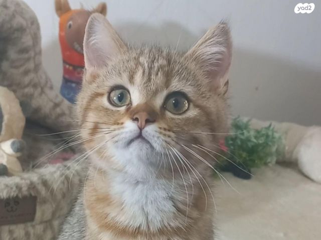 תמונת מודעה - חיות מחמד