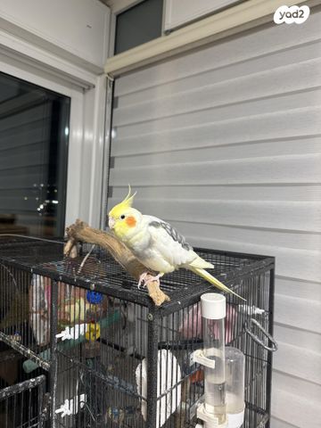 תמונת מודעה - חיות מחמד