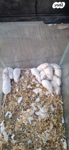 תמונת מודעה - חיות מחמד