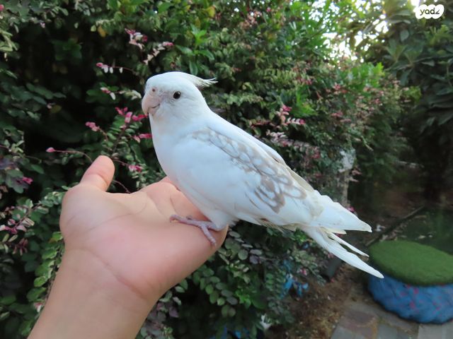 תמונת מודעה - חיות מחמד