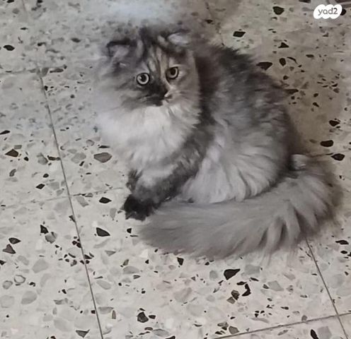 תמונת מודעה - חיות מחמד