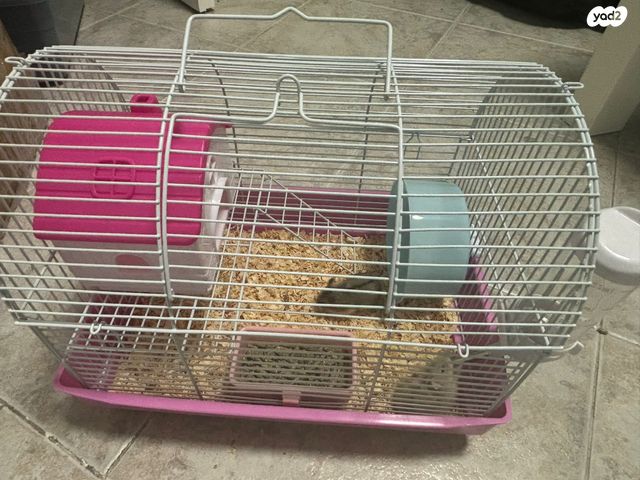 תמונת מודעה - חיות מחמד