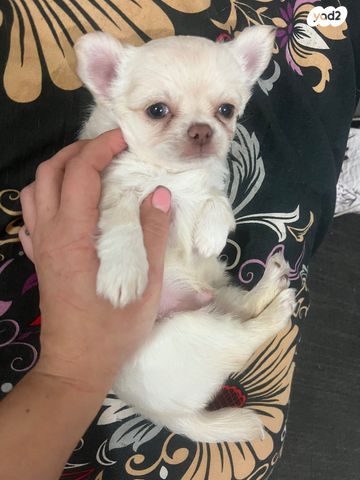 תמונת מודעה - חיות מחמד