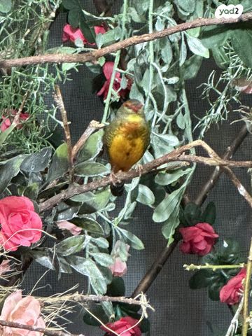 תמונת מודעה - חיות מחמד