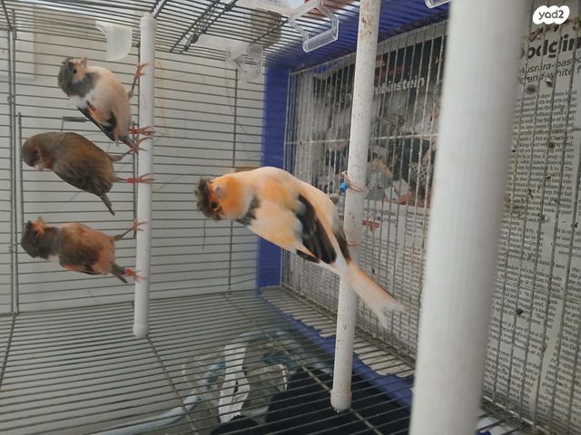 תמונת מודעה - חיות מחמד