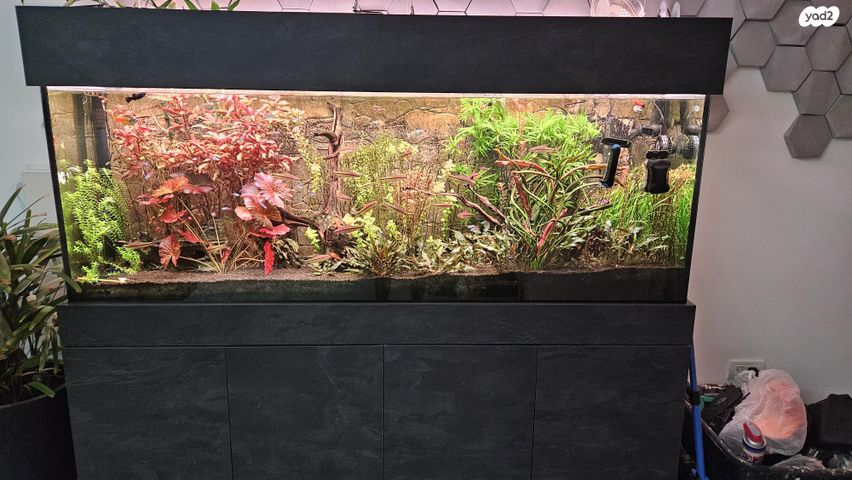 תמונת מודעה - חיות מחמד