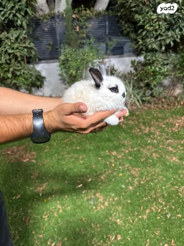 תמונת מודעה - חיות מחמד