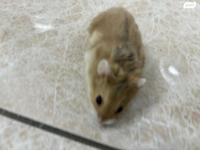 תמונת מודעה - חיות מחמד