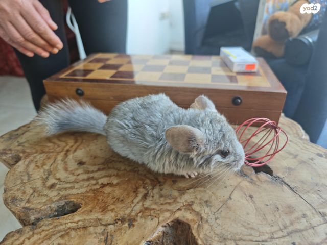 תמונת מודעה - חיות מחמד