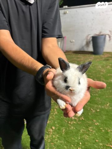 תמונת מודעה - חיות מחמד