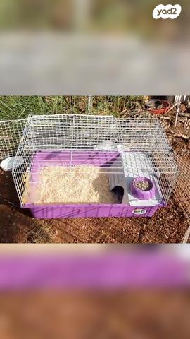 מכרסם ארנב ננסי