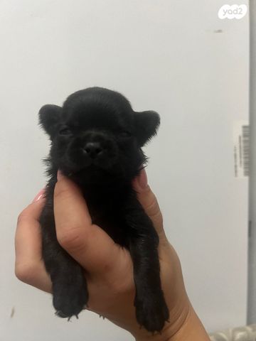 תמונת מודעה - חיות מחמד