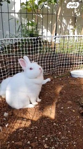 מכרסם ארנב ננסי