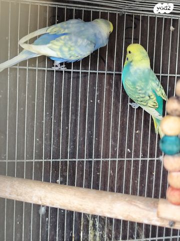 תמונת מודעה - חיות מחמד