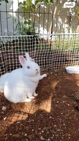 מכרסם ארנב ננסי