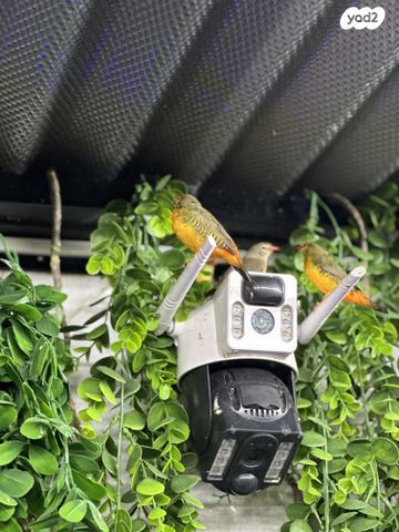 תוכי פינקים