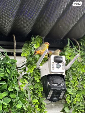 תוכי פינקים