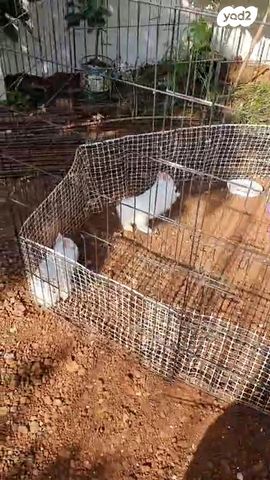 מכרסם ארנב ננסי