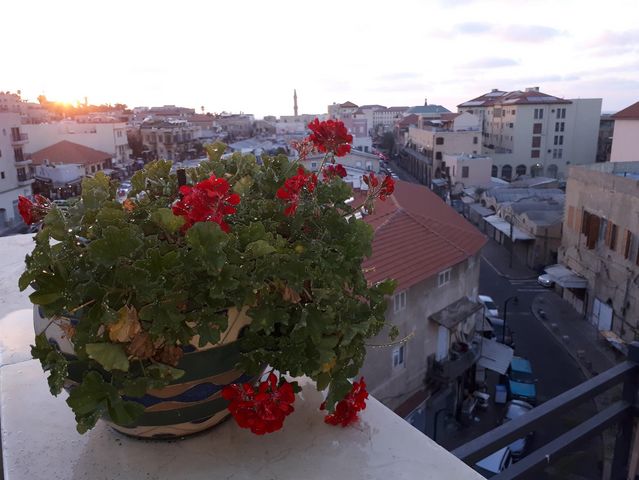 גג/ פנטהאוז, בית אשל 31, צפון יפו, המושבה האמריקאית-גרמנית, תל אביב יפו