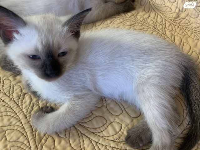 תמונת מודעה - חיות מחמד