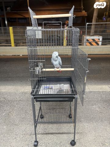 תמונת מודעה - חיות מחמד