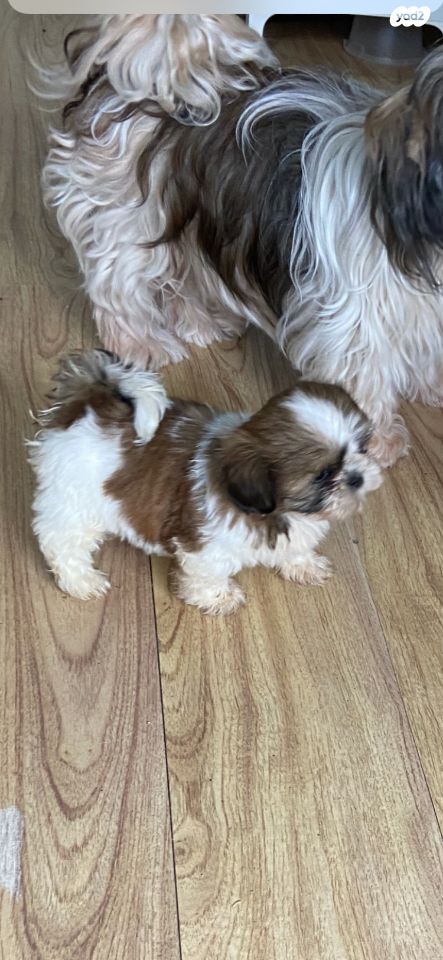 תמונת מודעה - חיות מחמד