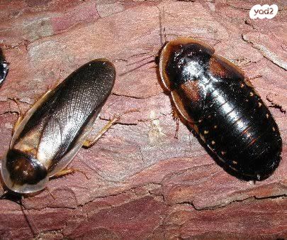 תמונת מודעה - חיות מחמד