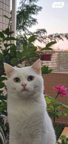 תמונת מודעה - חיות מחמד