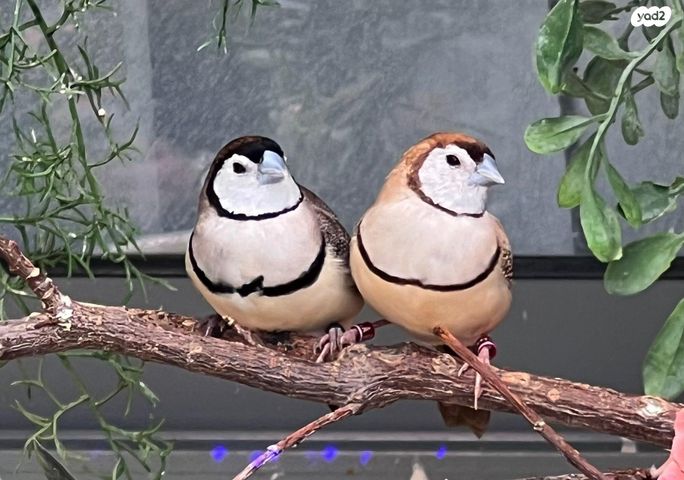 תמונת מודעה - חיות מחמד