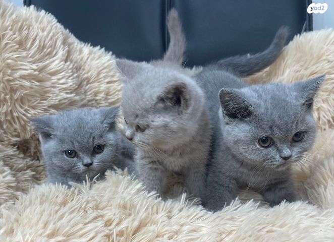 תמונת מודעה - חיות מחמד