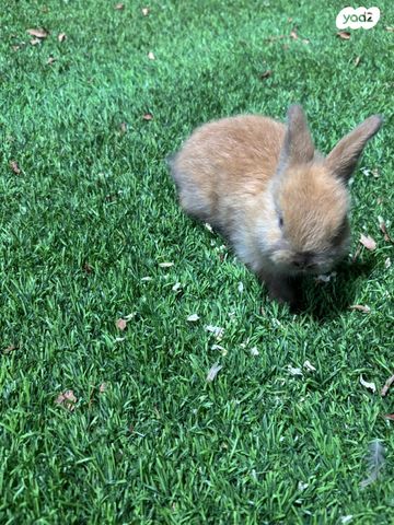 תמונת מודעה - חיות מחמד