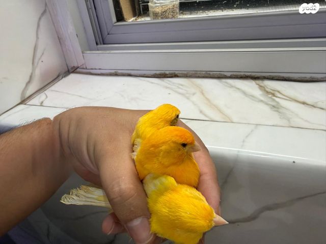 תמונת מודעה - חיות מחמד