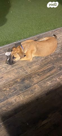 תמונת מודעה - חיות מחמד