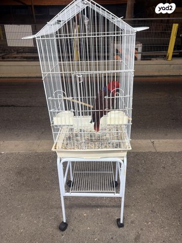 תמונת מודעה - חיות מחמד