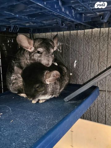 תמונת מודעה - חיות מחמד