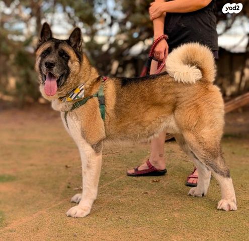 תמונת מודעה - חיות מחמד