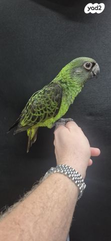 תמונת מודעה - חיות מחמד