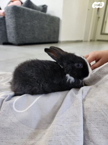 תמונת מודעה - חיות מחמד