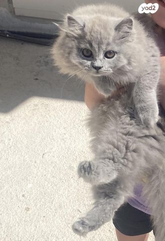 תמונת מודעה - חיות מחמד