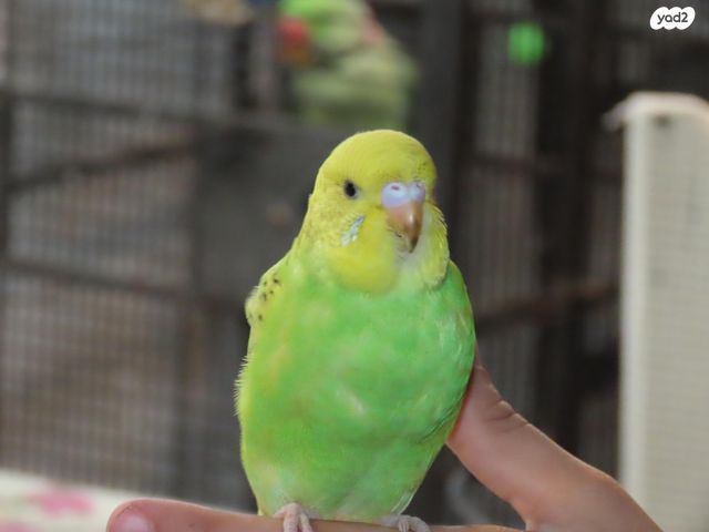 תמונת מודעה - חיות מחמד