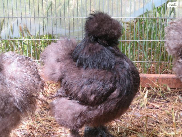 תמונת מודעה - חיות מחמד