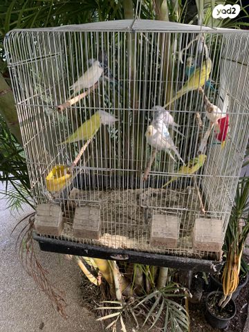 תמונת מודעה - חיות מחמד