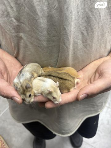 תמונת מודעה - חיות מחמד