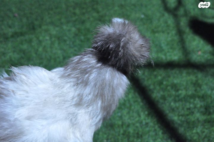 חיית משק פולני