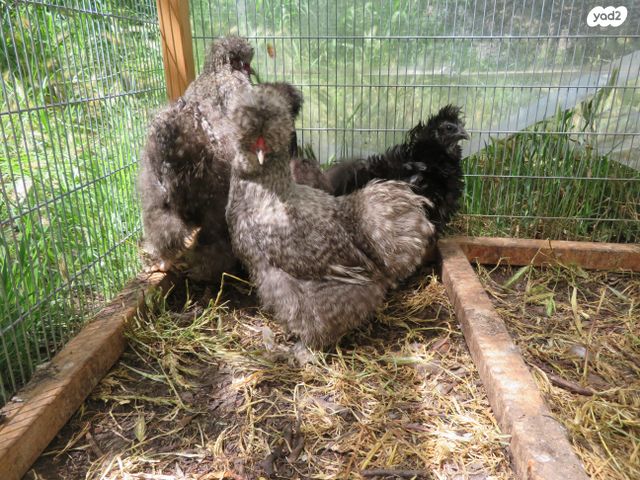 חיית משק פולני