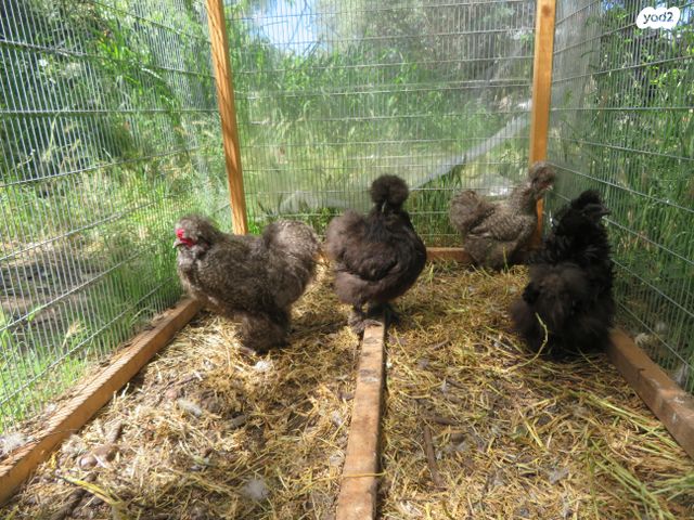 חיית משק פולני